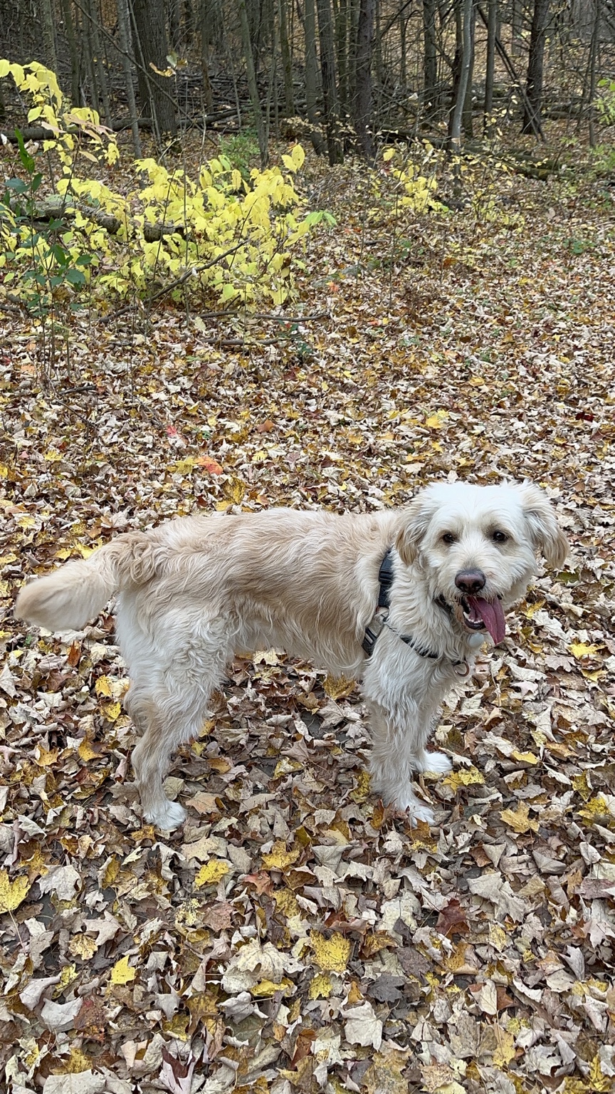 Hairold standing among fallen leaves on a wooded trail