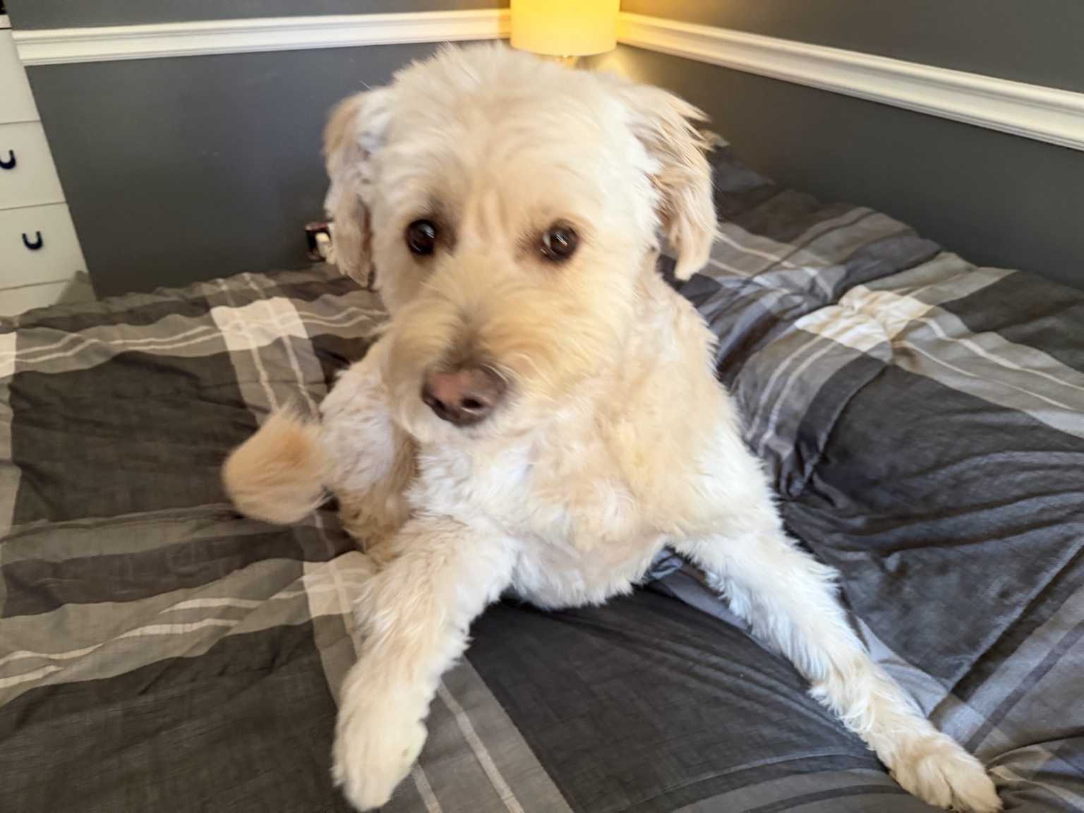 Hairold resting on a bed and looking toward the camera