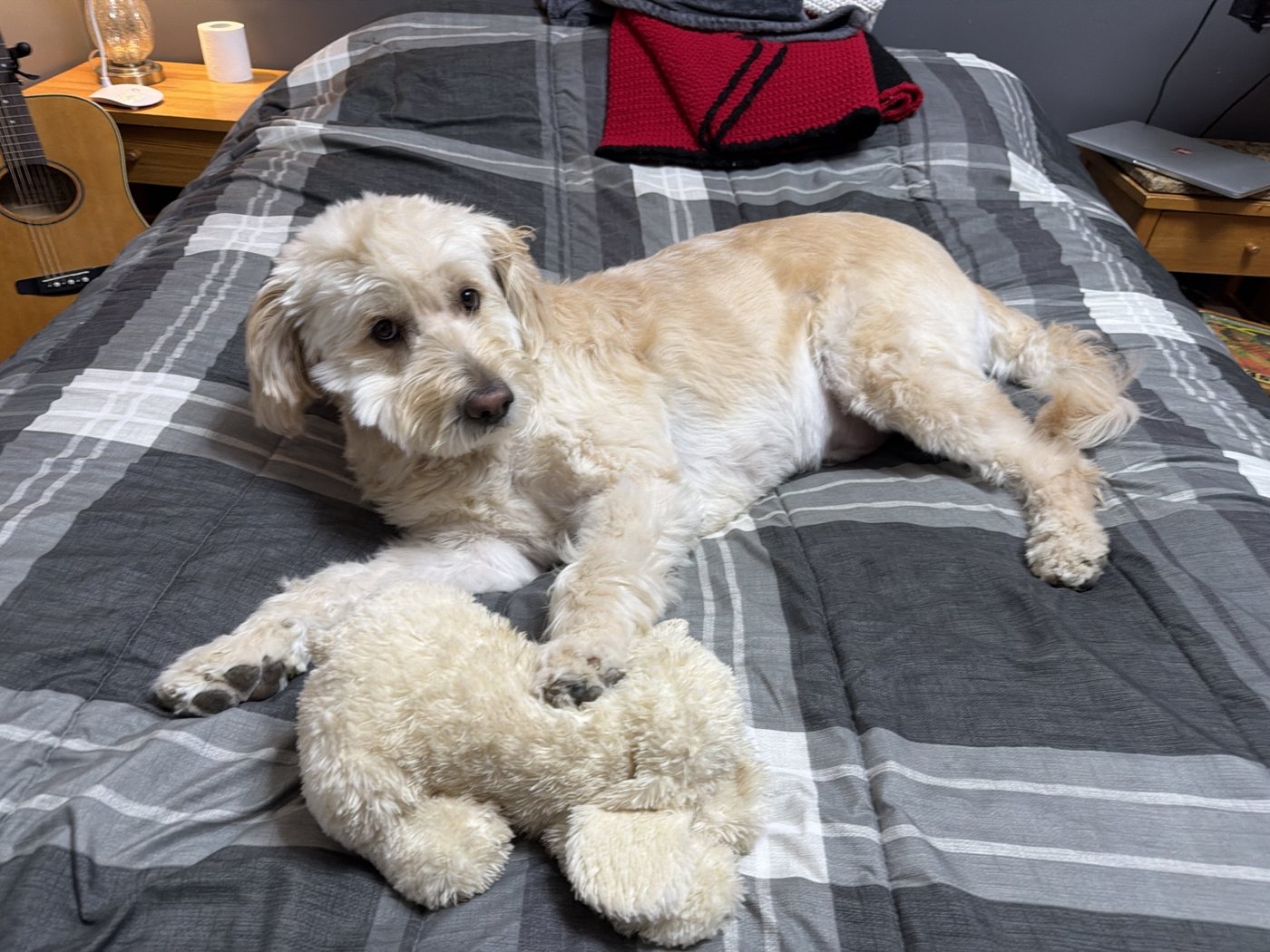 Hairold beside his puppy comfort toy