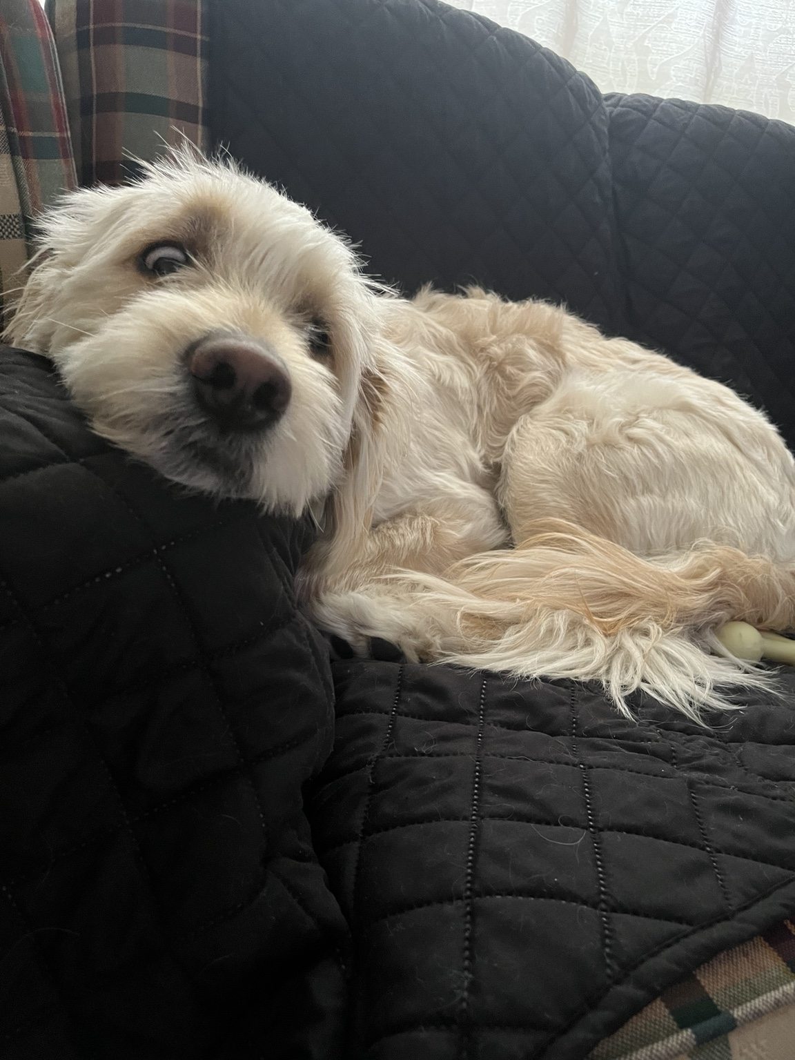 Hairold resting on the couch