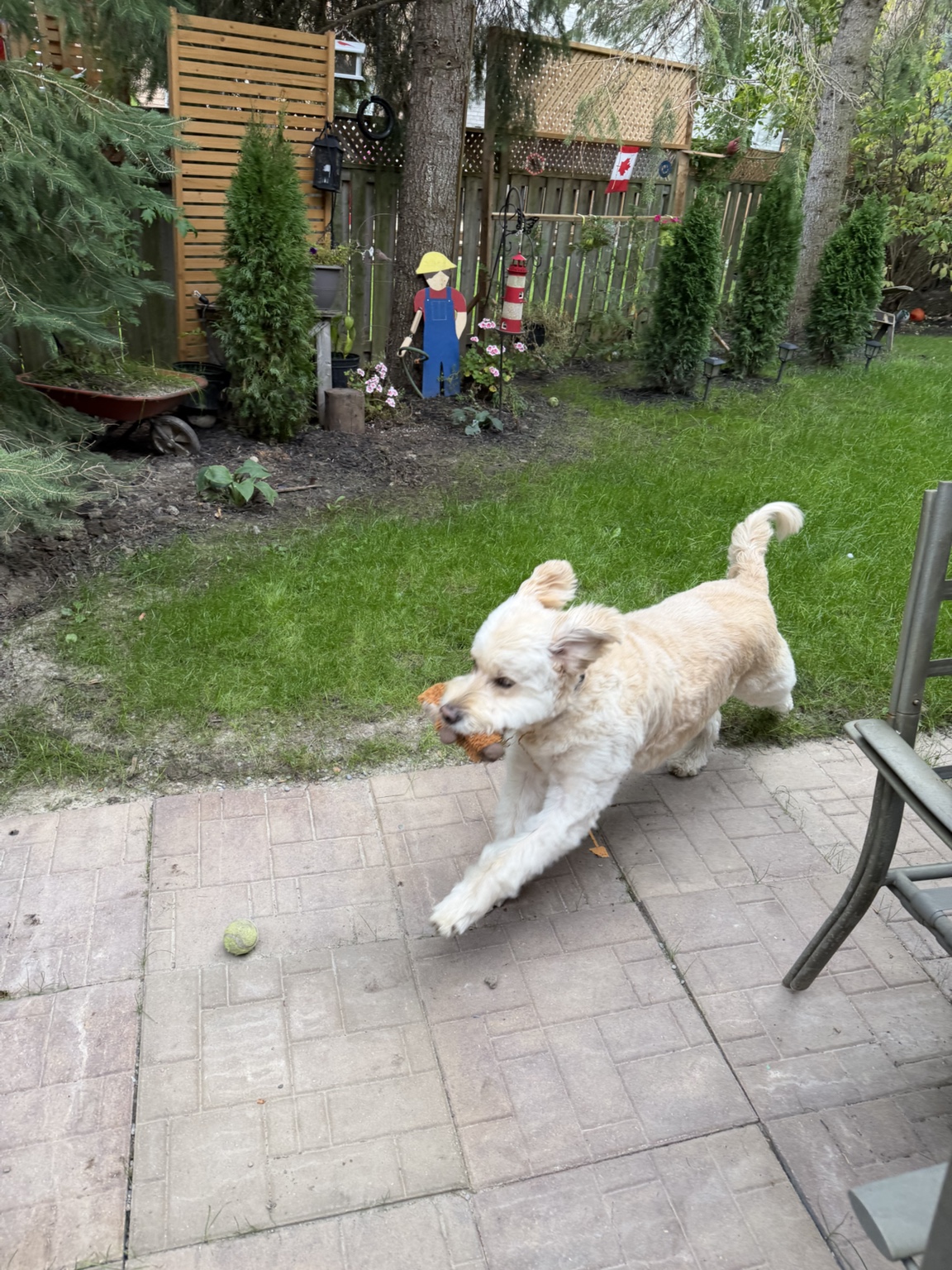 Hairold running with a toy in the yard