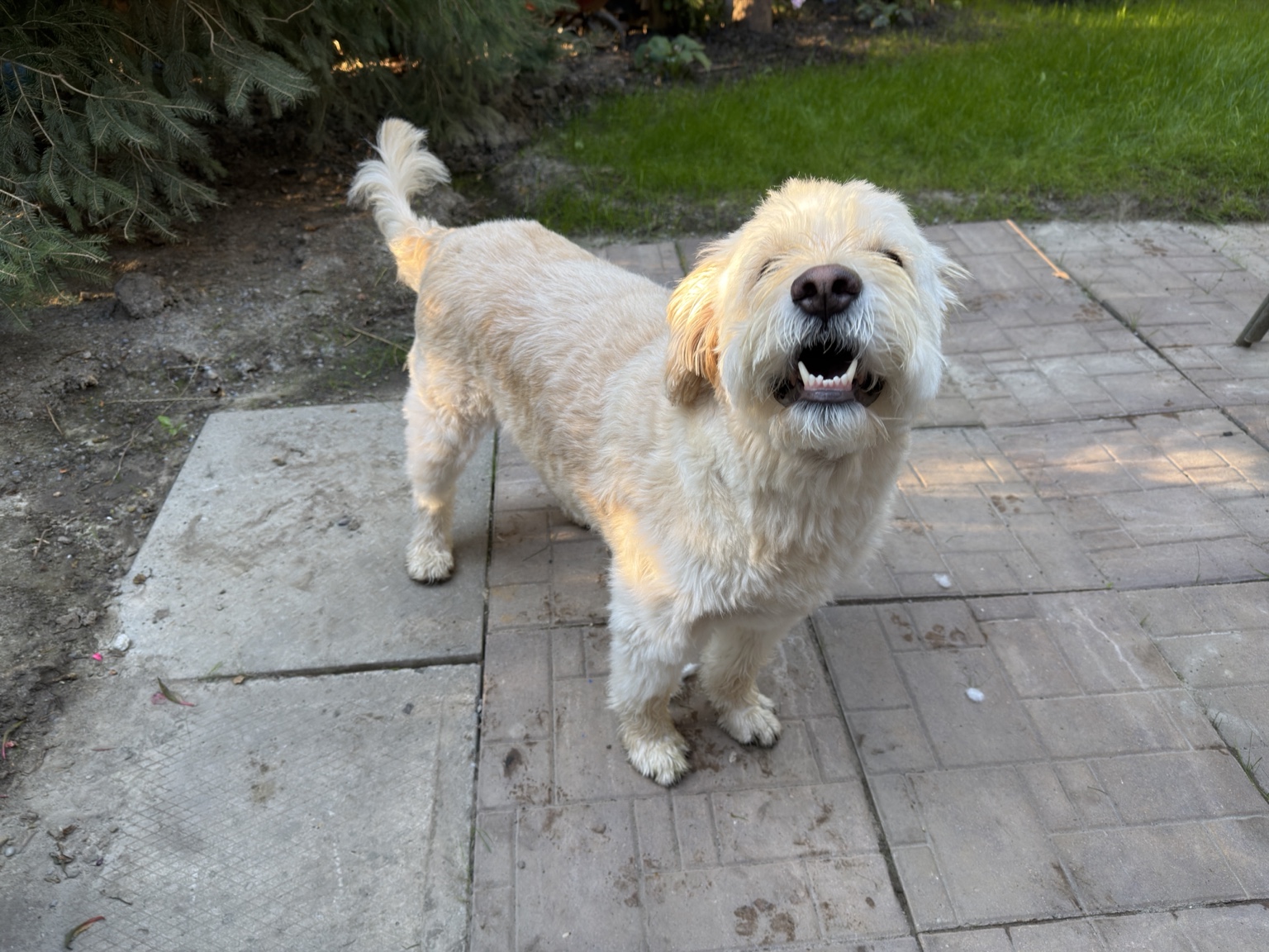 Hairold, a cream Goldendoodle, standing outdoors on a stone patio
