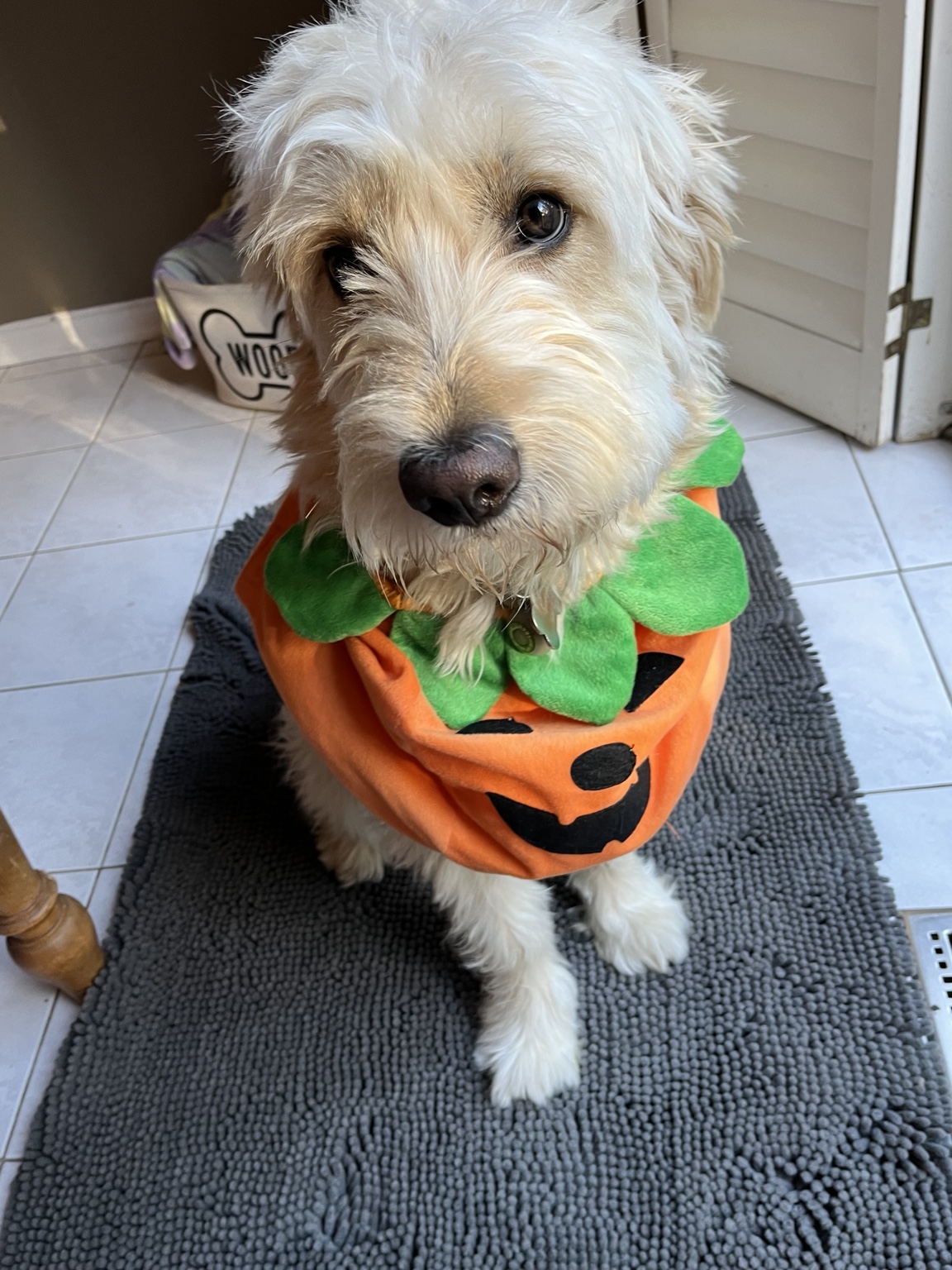Hairold wearing a pumpkin costume indoors