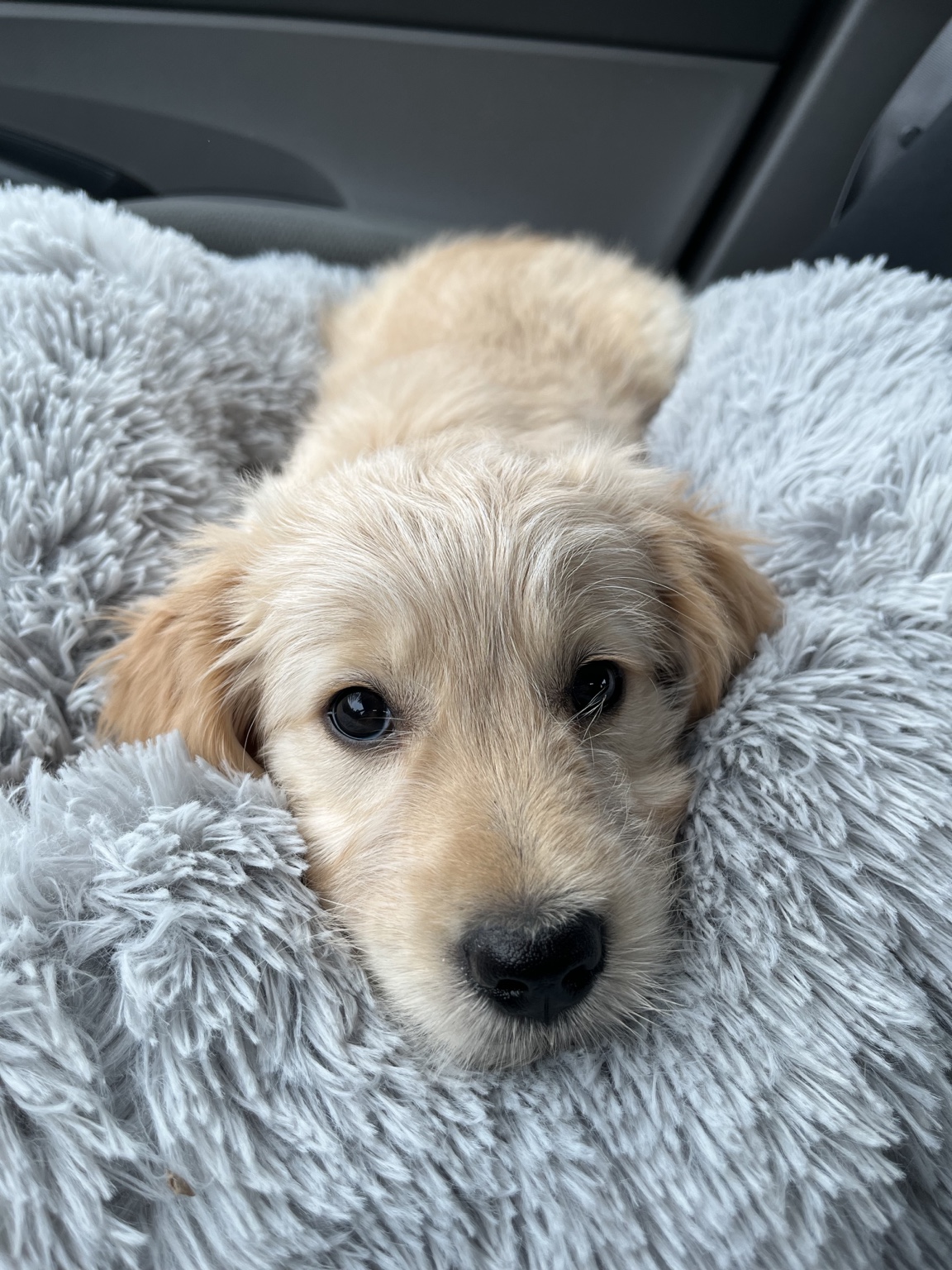 Puppy Hairold tucked into a soft blanket
