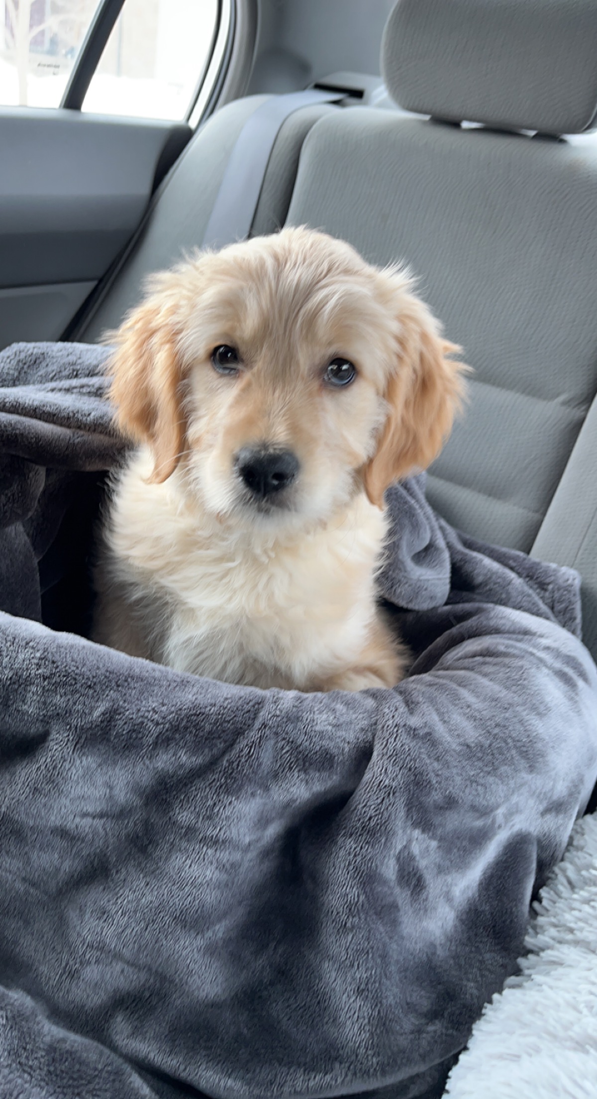 Puppy Hairold in the car