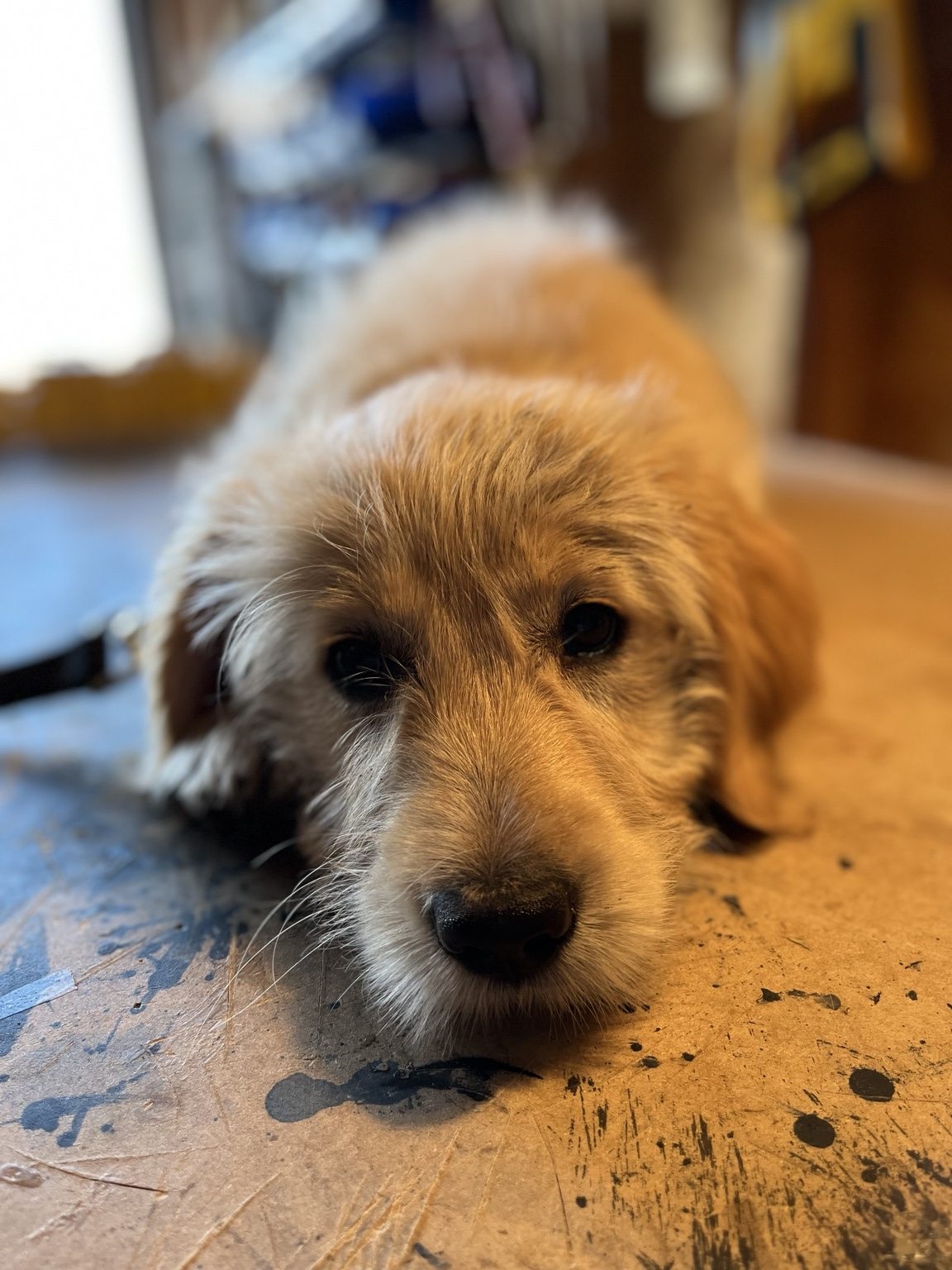 A close view of puppy Hairold resting on the floor