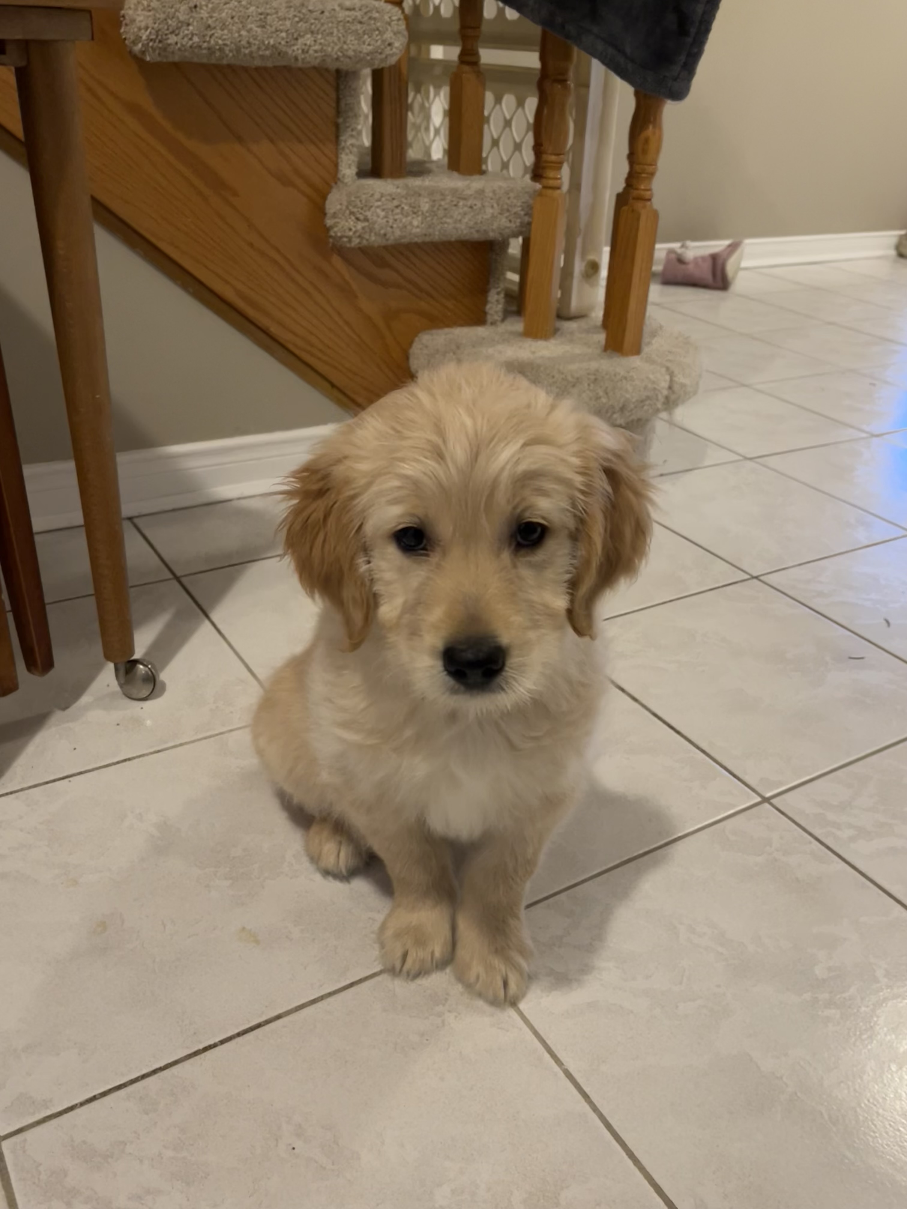 Young Hairold sitting on the kitchen floor