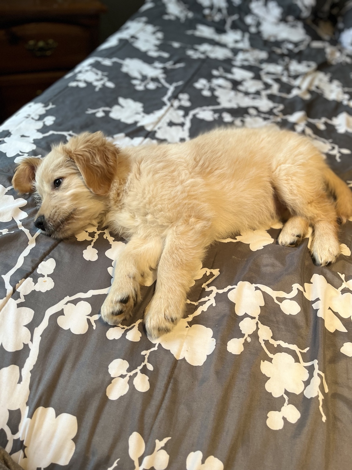 Puppy Hairold asleep on a patterned bedspread