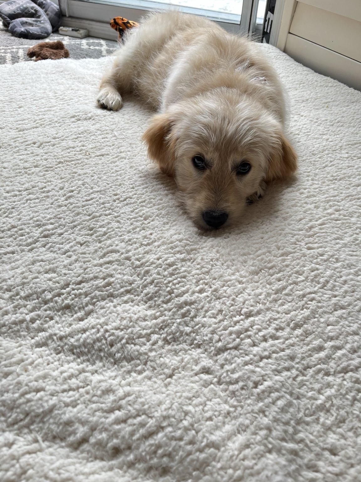 Young Hairold resting on a soft rug