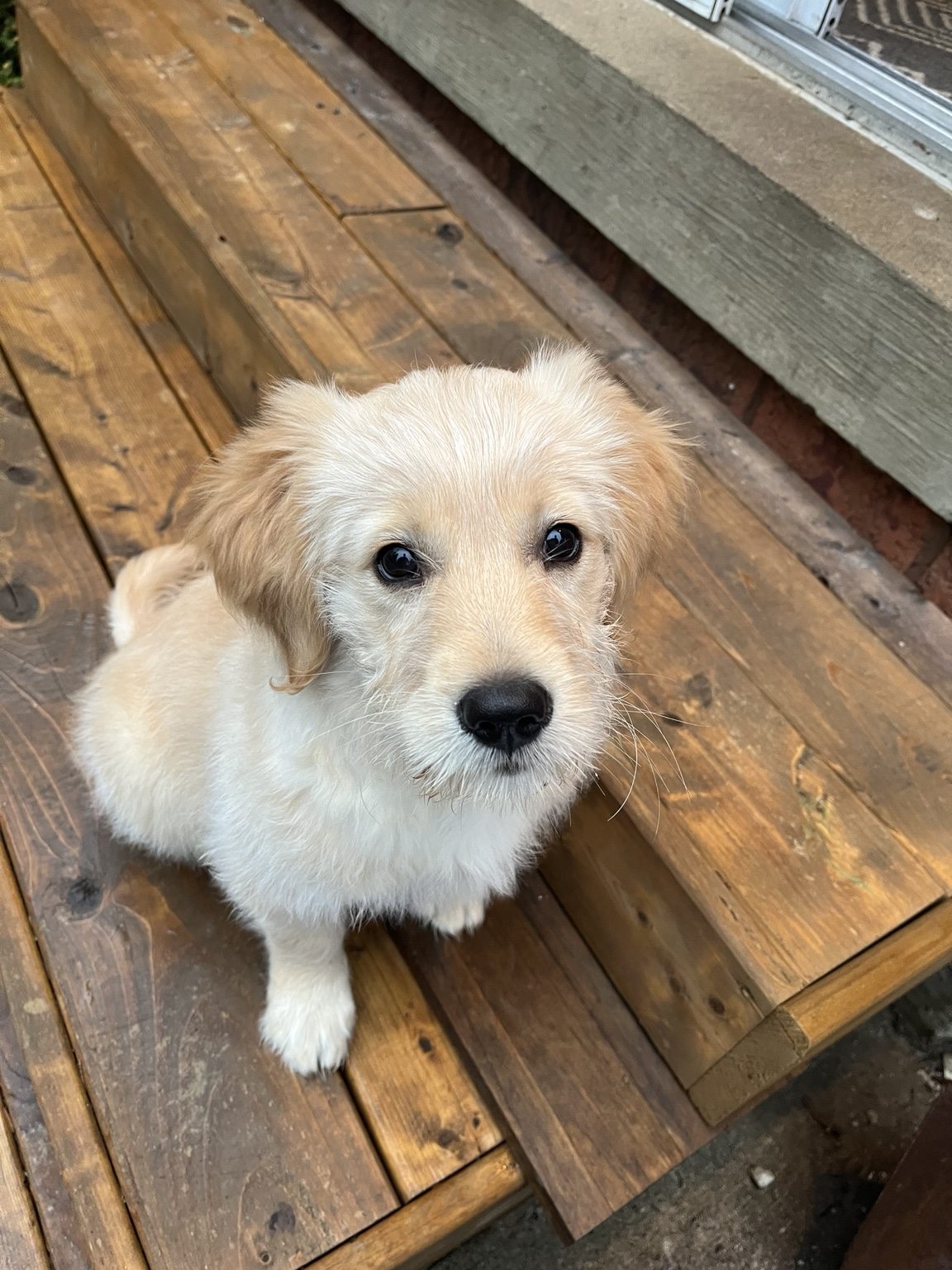 Hairold as a puppy looking up at the camera