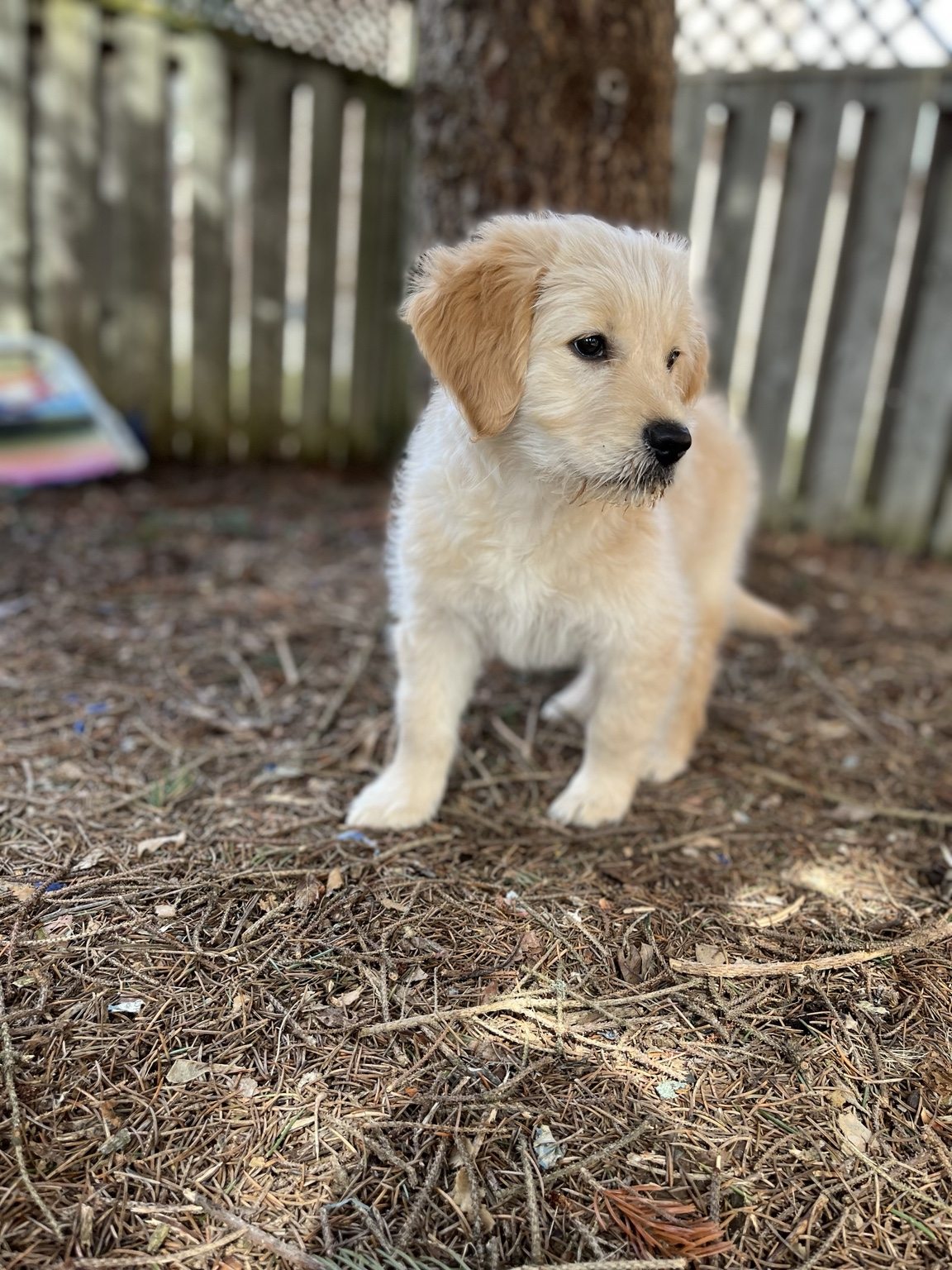 Young Hairold standing outdoors by a fence