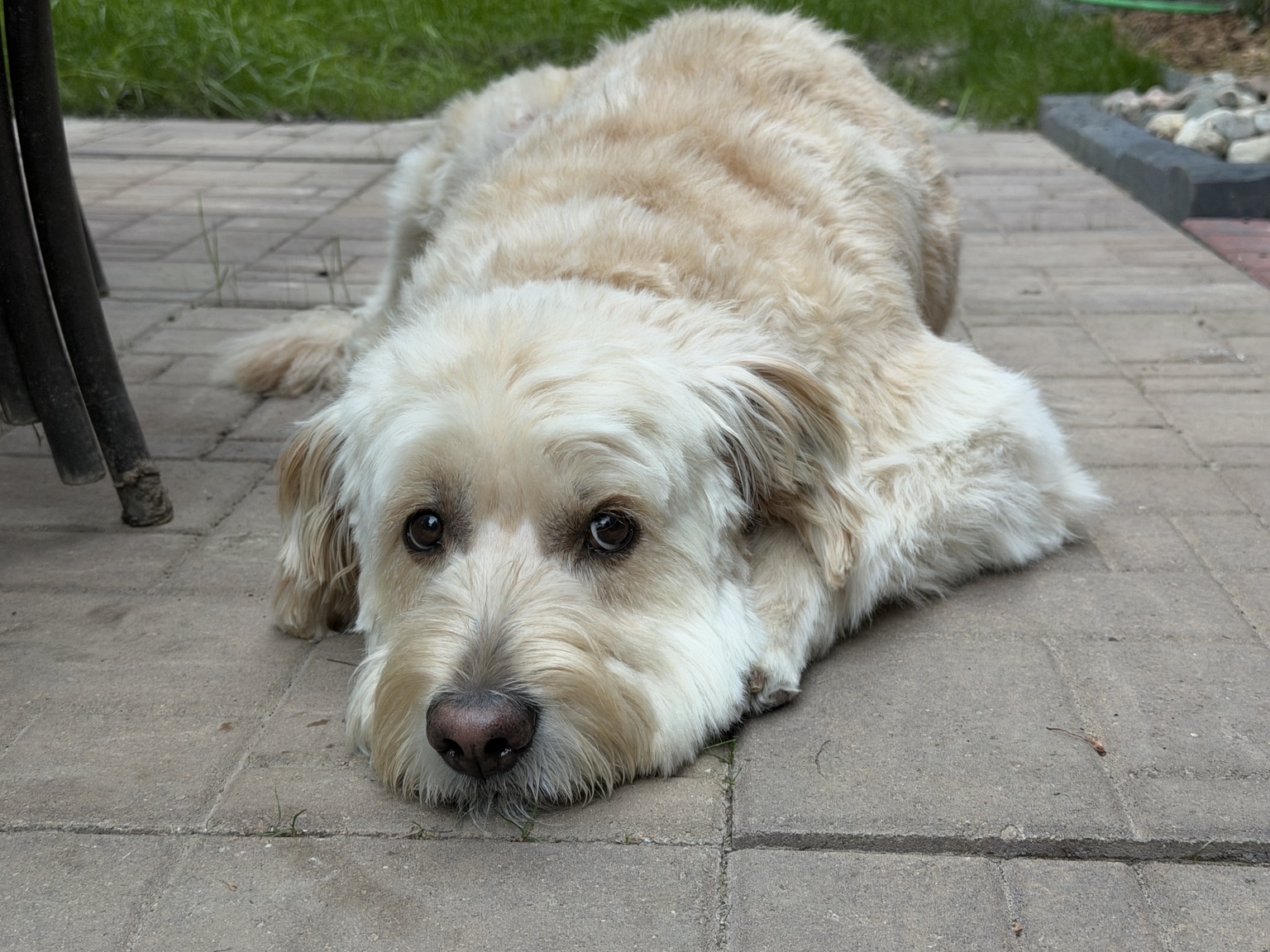 Hairold resting with his head on the patio
