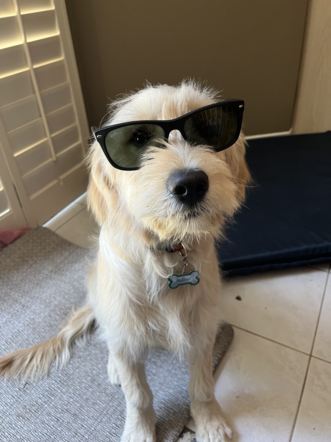 Hairold wearing sunglasses indoors