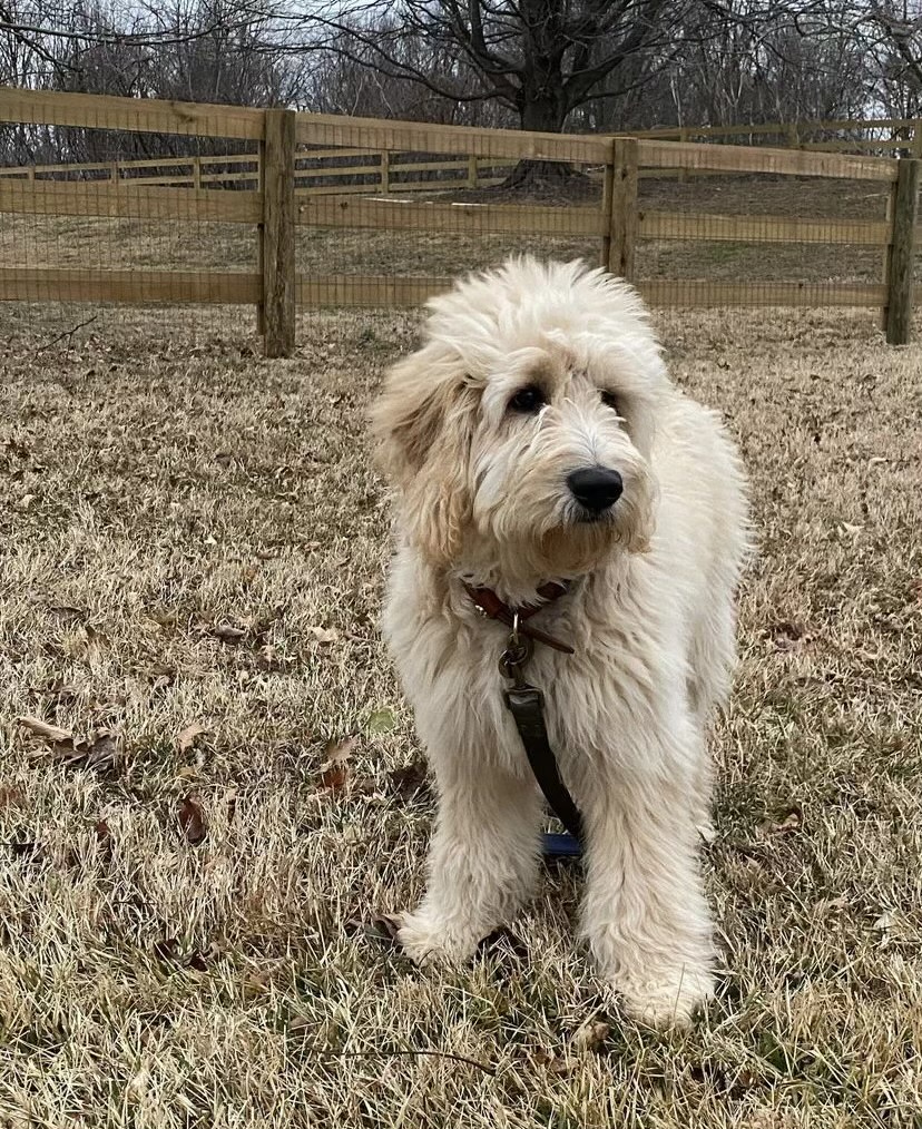Young Hairold standing in a fenced grassy area